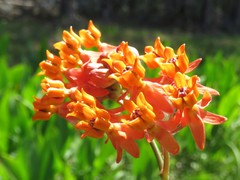 Asclepias lanceolata