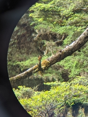 Muscicapa ferruginea