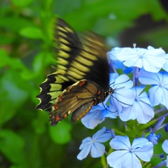 Battus polydamas lucayus