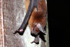Pteronotus personatus