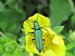 Oedemeridae