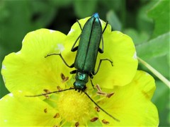 Oedemeridae