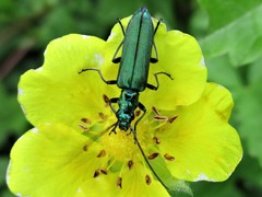 Oedemeridae