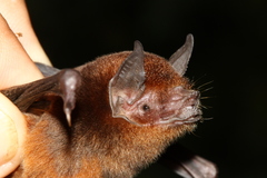 Pteronotus personatus