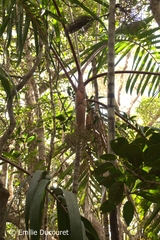 Chambeyronia divaricata