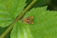 Olethreutes arcuella