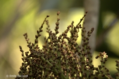 Chambeyronia divaricata