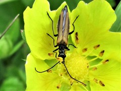 Oedemera femorata