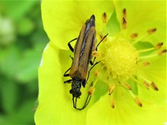 Oedemera femorata