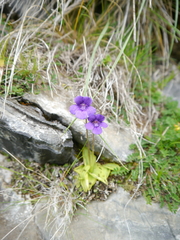 Pinguicula grandiflora