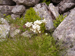 Saxifraga aquatica