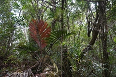 Chambeyronia divaricata