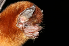 Pteronotus personatus