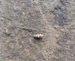Lepidoptera