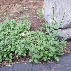 Valeriana californica