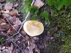 Tricholoma viridiolivaceum