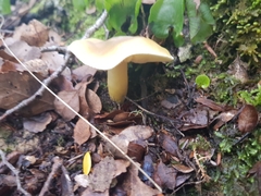 Tricholoma viridiolivaceum