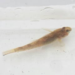 Gobiomorphus cotidianus