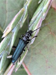 Oedemeridae