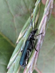 Oedemeridae