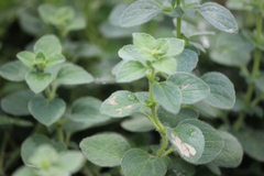 Brickellia secundiflora