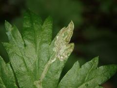 Phytomyza artemisivora