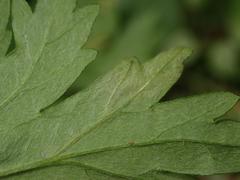 Phytomyza artemisivora