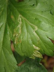 Phytomyza artemisivora