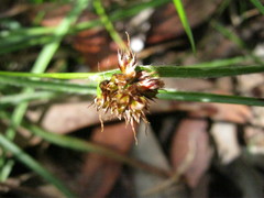 Luzula densiflora