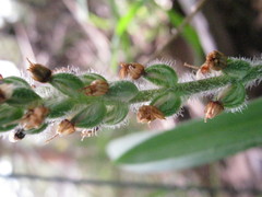 Plantago drummondii