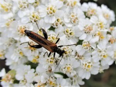 Oedemera femorata