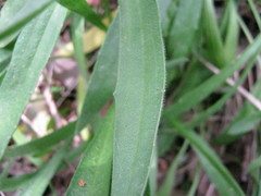 Plantago drummondii