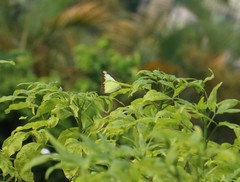 Appias lyncida eleonora