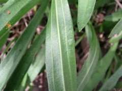Plantago drummondii
