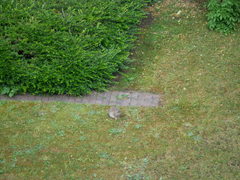 Oryctolagus cuniculus