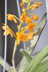 Vanda miniatum
