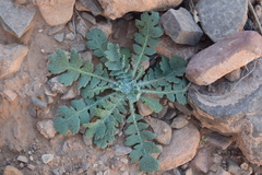 Glaucium corniculatum