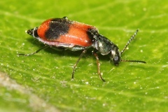 Anthocomus equestris