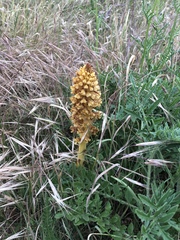 Orobanche elatior