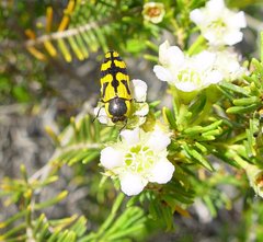 Castiarina forresti