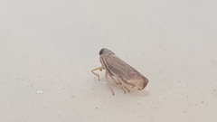 Cicadellidae