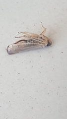 Cicadellidae
