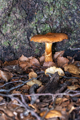 Cortinarius castoreus