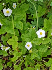 Fragaria moschata