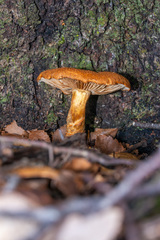 Cortinarius castoreus