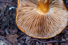 Cortinarius castoreus