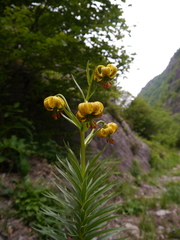 Lilium pyrenaicum