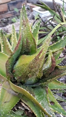 Aceria aloinis
