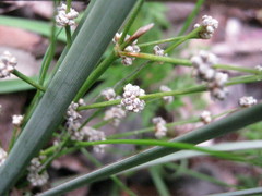 Lomandra multiflora dura