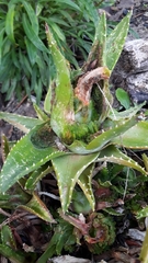 Aceria aloinis